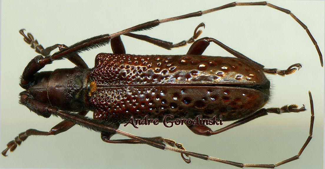 http://www.gorodinski.ru/cerambyx/Cribrohammus fragosus.jpg